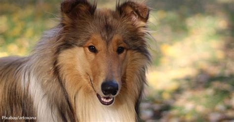 How Pal The First Ever Lassie Got His Start In Hollywood Goodnews