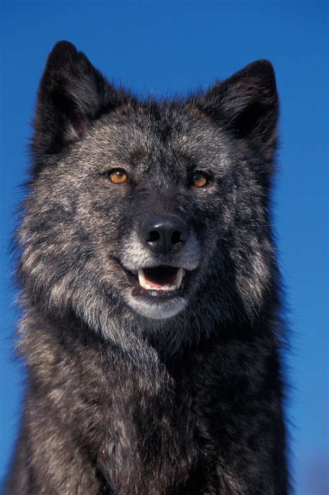 27 Wonderful Types Of Wolves Facts Photos And More Outforia