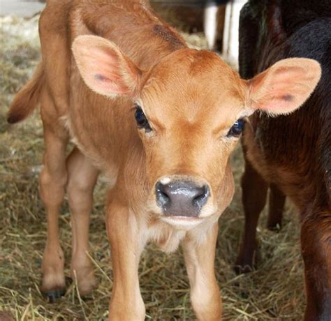 19 Best Images About Cute On Pinterest Jersey Cattle