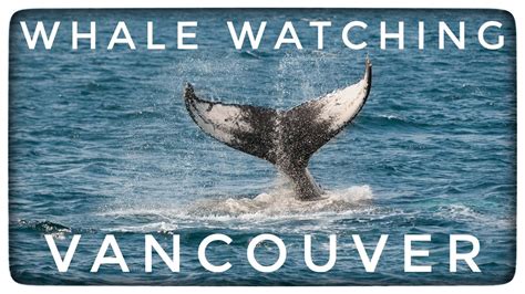 Prince Of Whales Whale Watching Tour In Vancouver Bc Youtube