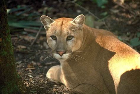 12 Alarming Facts About Florida Panthers Animal My Awesome Lifestyle