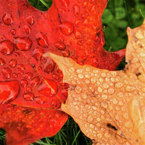 Wet Autumn Leaves Stock Photo Dissolve