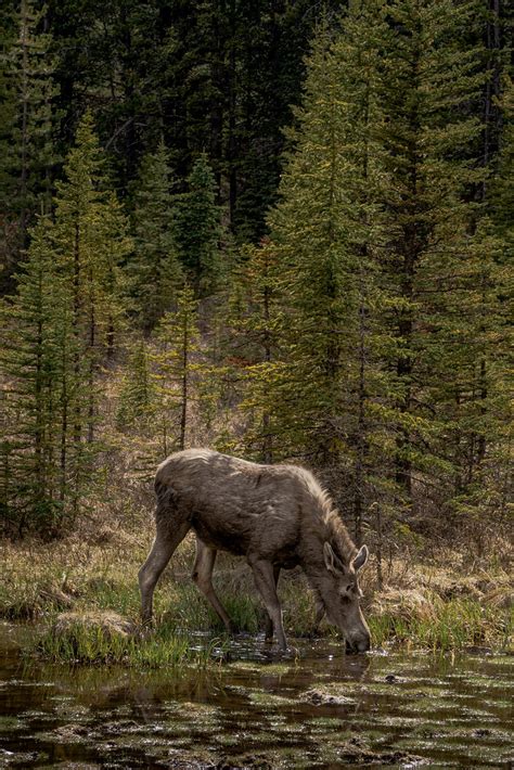 Wild Moose In Banff National Park Drinking From A Fresh Wa Flickr