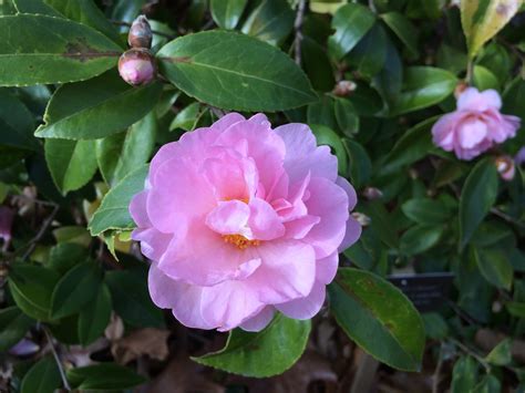 Garden Bloggers Bloom Day Camellia Winters Beauty Pegplant