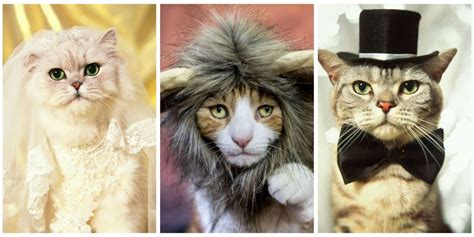30 Pet Cat Halloween Costumes 2017 Cute Ideas For Cat Costumes Cat