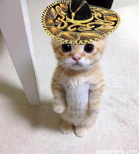 cute cat in hat memes imgflip