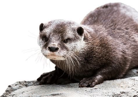 Asian Small Clawed Otter National Zoo And Aquarium