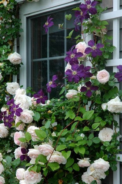 Great Garden Combo Rose Clematis For Small Space Impact