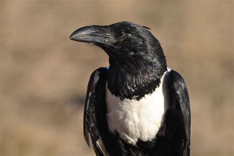 Quill The African Pied Crow Natures Educators Colorado Raptor And