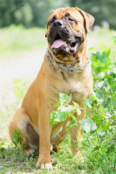Young Bullmastiff Dog Stock Image Image Of Guards Canine 31578335