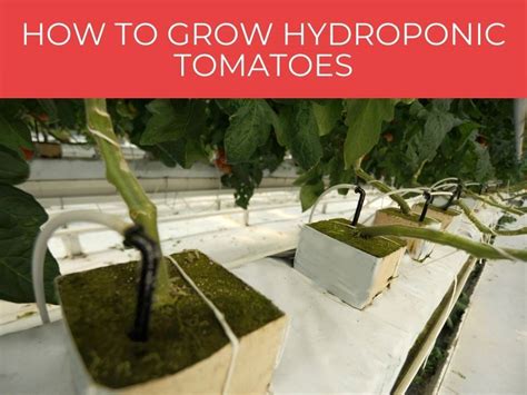 Hydroponic Tomatoes Greenhouse Today