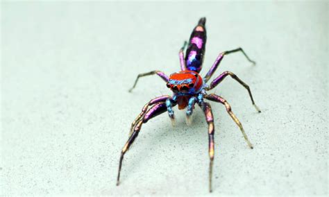 15 Of The Most Colorful Spiders In The World Imp World