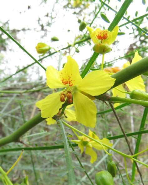 Parkinsonia Aculeata Calflora