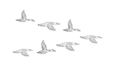 Premium Vector Hand Drawn Flock Of Flying Ducks