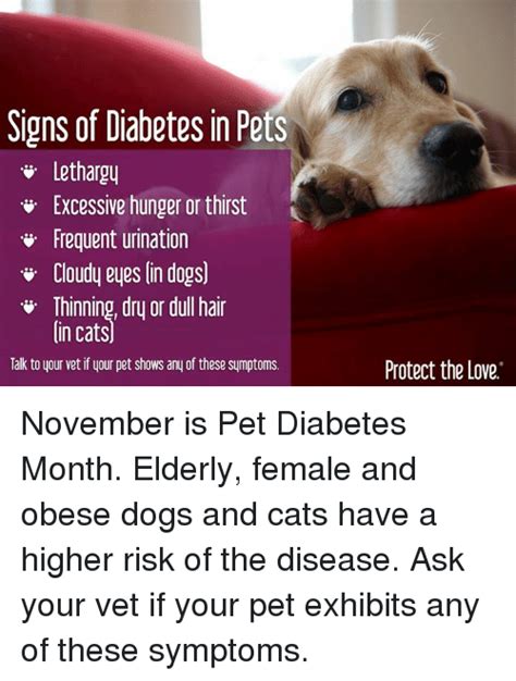 Symptoms for pets include excessive thirst and urination, weight loss or gain, and change in appetite. Signs of Diabetes in Pets Lethargy v Excessive Hunger or ...