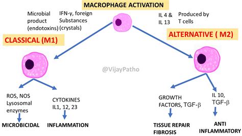 GRANULOMATOUS INFLAMMATION  Pathology Made Simple