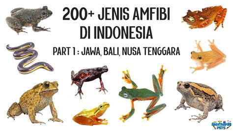 200 Jenis Amfibi Di Indonesia Part 1 Jawa Bali Nusa Tenggara