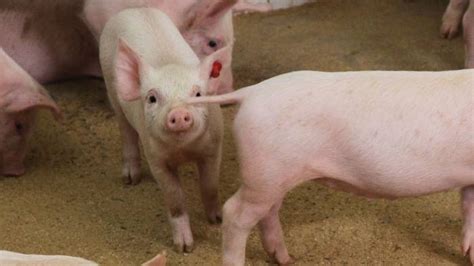 El Descolado En Los Cerdos PodrÍa Afectar La Sensibilidad Al Dolor