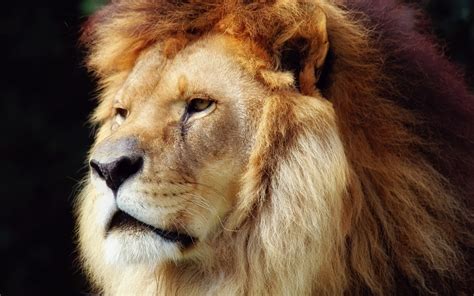 He wrote about 6 patients with minor infections of the face (a pimple or boil on the lip). Beautiful Animals Safaris: Amazing Lions: Big Cats Africa ...