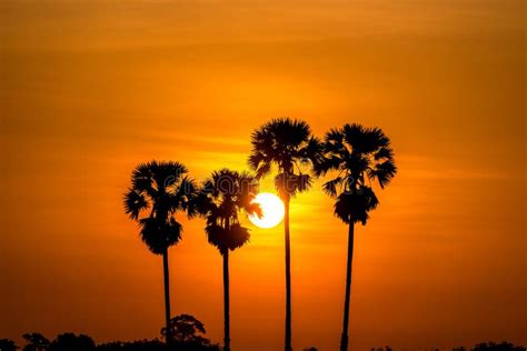 Palm Tree In Morning Sunrise Stock Photo Image Of Rural Season