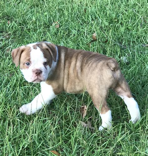 67 Old English Bulldog Breeder Photo Bleumoonproductions