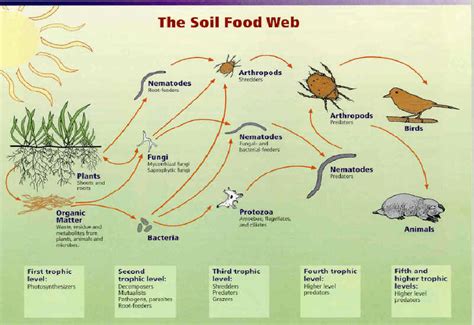 Example Of The Interdependence Of Living Organisms And The Soil