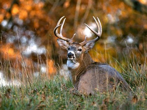 Free Download Whitetail Deer Backgrounds 1600x1200 For Your Desktop