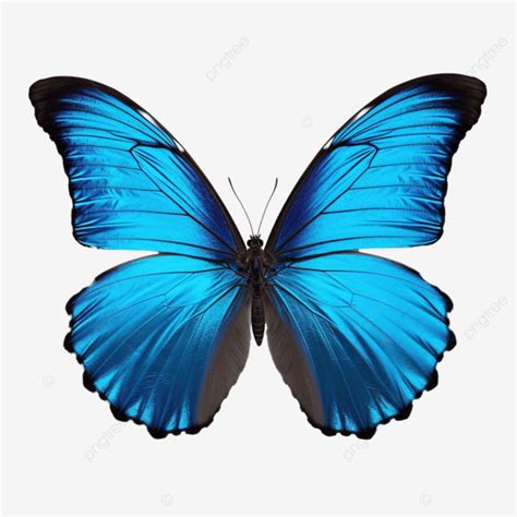 Blue Butterfly Cute Cute Butterfly Blue PNG Transparent Image And