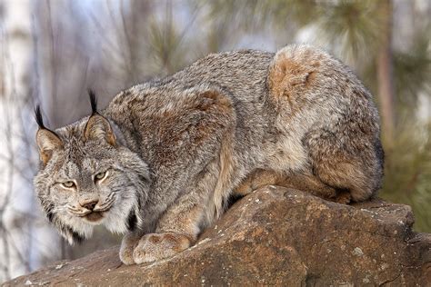 North American Wildlife Jim Zuckerman Photography And Photo Tours