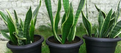 How Often To Water Snake Plants Without Rotting It Embracegardening