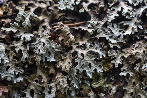 Moss And Lichen Stock Photo Image Of Names Fungi Mold 144698920