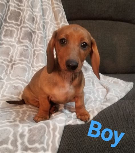 25+ Dachshund Puppies Phoenix Arizona Pic - Bleumoonproductions