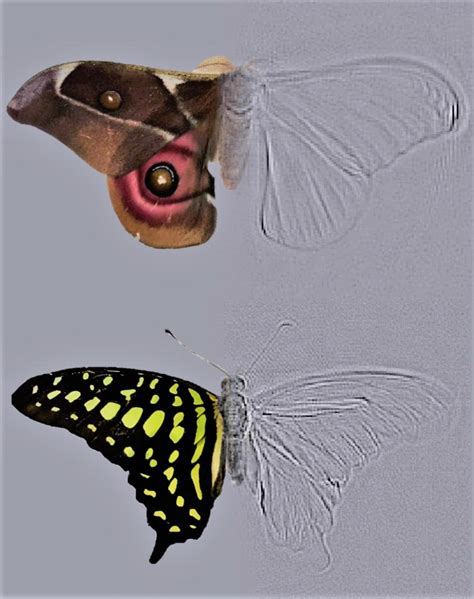 Deaf Moths Evolved Noise Cancelling Scales To Evade Prey More