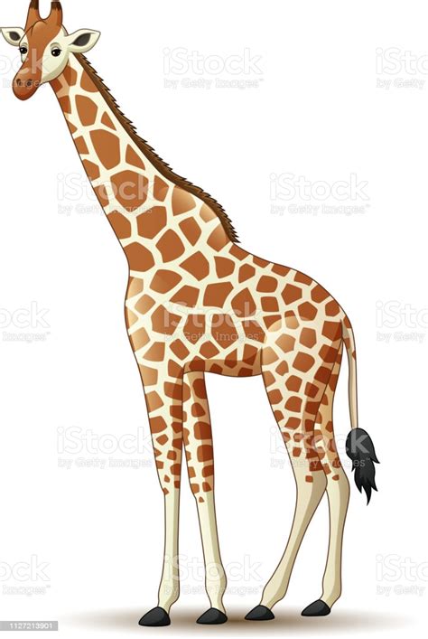 Cartoon Giraffe Isolated On White Background Stock Illustration