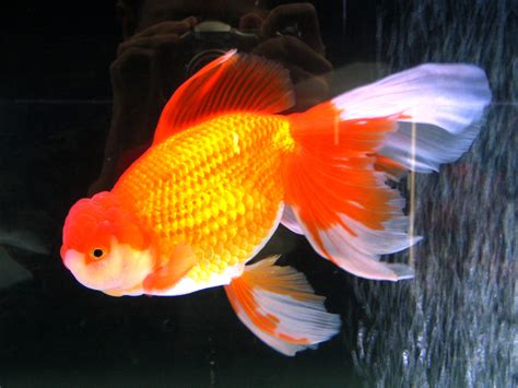 Reading Lovers Goldfish Secrets And Benefits