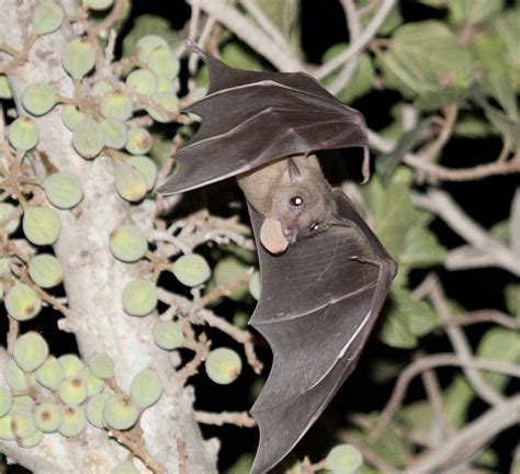 Golocalprov Bats Pose Highest Rabies Risk In Us Warns Cdc