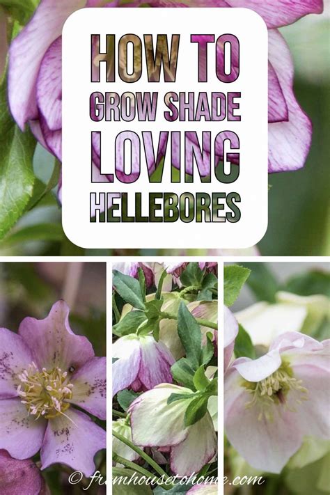 Hellebore Care And Planting Guide How To Grow Lenten Rose Gardening