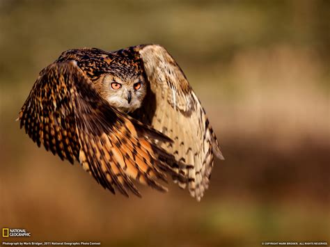 50 Bing Wallpaper Owl Wallpapersafari