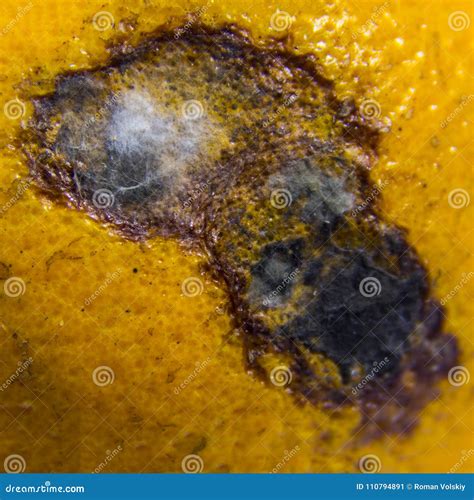 A Close Up Of A Moldy Wound On A Rotten Spiked Orange Citrus Fruit