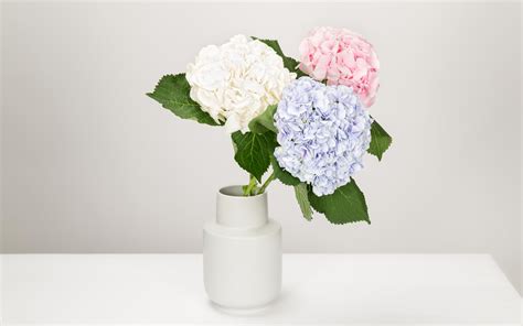 Download Wallpapers Hydrangea White Vase With Flowers Hortensia