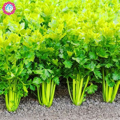 Buy 200pcs Celery Apium Graveolens Delicious Edible