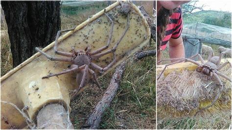 Je tohle největší pavouk na světě Z tohoto obra budete mít noční můry