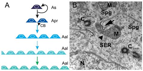 Biomolecules Free Full Text Spermatogonial Stem Cells In Fish