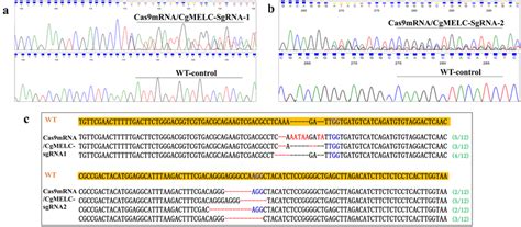 Sanger Sequencing Of Pcr Products And Characterization Of Indel Download Scientific Diagram