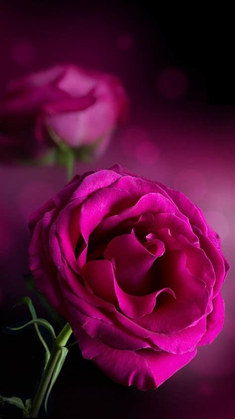 Wallpaper Dark Pink Roses Purple Flower The Dark Background Pink Rose