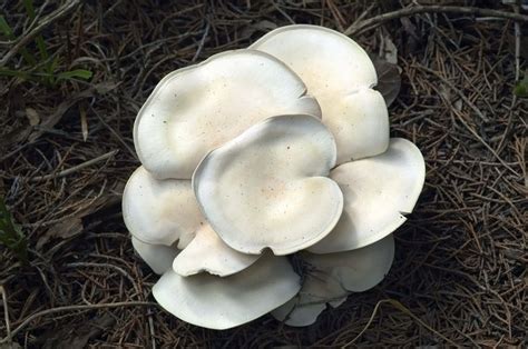 Forest Mushroom In West Virginia Stuffed Mushrooms Tasting Vegetables