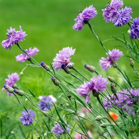 Cornflower Mauve Ball Seeds The Seed Collection