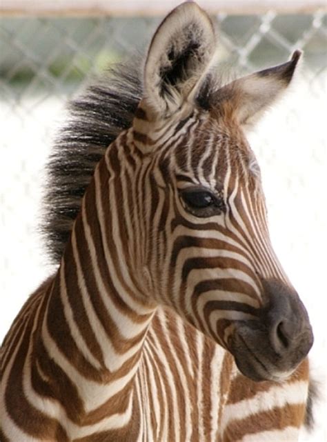 Brown Stripes For A Baby Zebra Zooborns