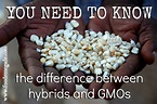 Hybrid Seeds vs. GMOs | Food Renegade | Heirloom seeds, Gmos, Seeds