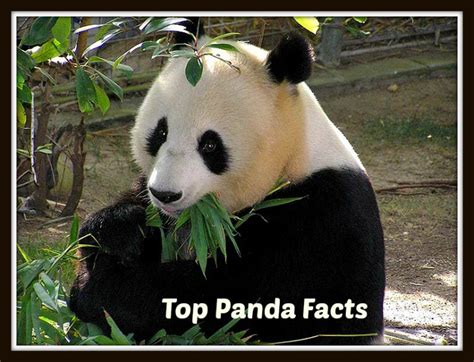 31 Fun Facts About Pandas 20th Fact Is Very Intriguing